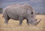 Носороги – Родина